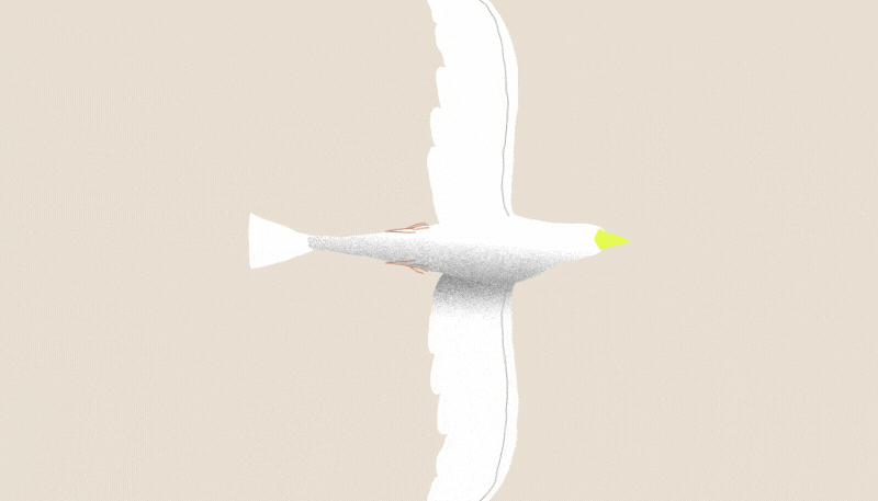 Akima_Bird
