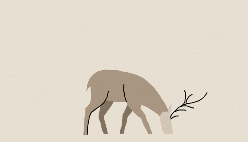 Akima_Deer